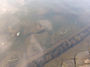 腕の長いアイツが釣れています☆