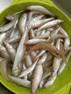晴れ続きサーフのオススメ釣り物☆