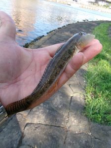 ☆夏の風物詩釣れてます☆