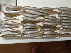 ☆酒田サーフでちょい投げ好調☆
