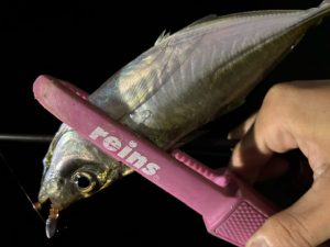 ☆『いくら』に食いつく魚達☆