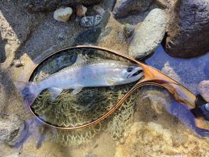 ～庄内はお魚の宝庫～