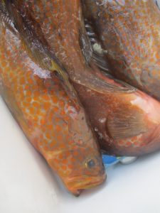 ☆I様・島周り根魚☆
