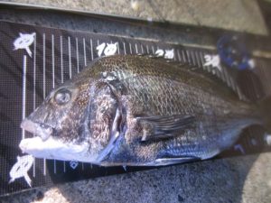 ☆S様/酒田港内へち釣り☆