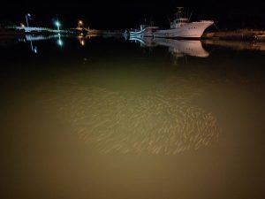 サンショウウオへ餌付け・・・