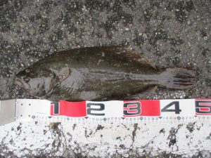 ～庄内サーフ釣果～