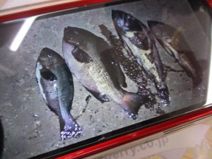 *この時期でも釣れる？！*