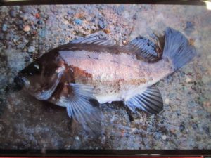 ☆Ｓ様・根魚フィーバー☆