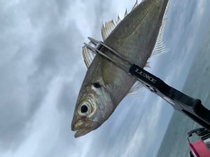 *今年の釣果・・！？*