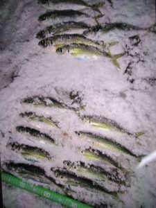 ～2026年・アジ釣れていますよ～