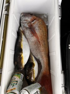 ～春真鯛釣果情報！！～