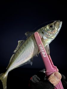 ☆S様!!アジ情報☆