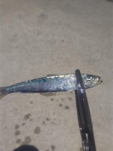 ☆初めまして・私が阿部♂です☆