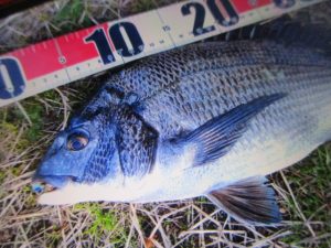 ☆Ｓ様/酒田港クロダイ☆