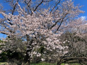～さくらが咲くとさくらカラー～