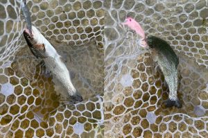 ～数釣りも大物も～