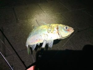 *まだ、行ける🎣*