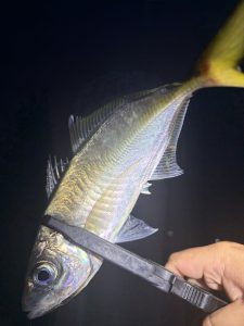 ☆まだまだアジング☆