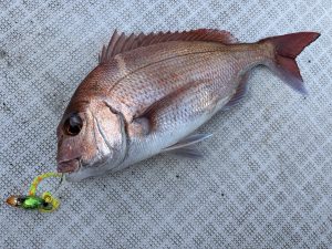★浅場の真鯛も釣れてます★