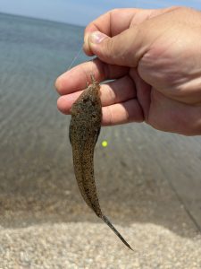 ☆スタッフ釣行～ちょい投げ～☆