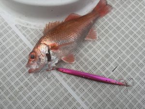 ☆今月何度目？アカムツ☆