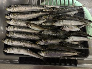 ☆サビキ釣りでイワシ大漁!?☆