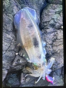 ～胴長20～