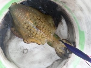☆悲しみのティップラン初戦☆