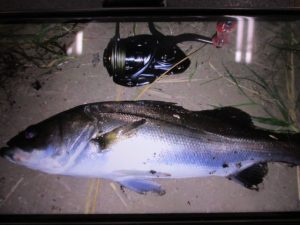 【河川シーバス】お客様釣果情報！