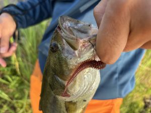 ブラックバス　釣果情報（霞ヶ浦本湖にて）