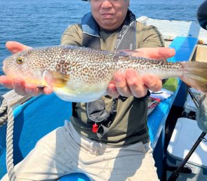 鹿島　船釣り　ショウサイフグ釣果情報！