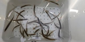 【赤城大沼】赤城大沼ワカサギ試し釣り！豊漁！？