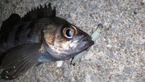 広島舟入町店　釣果情報！