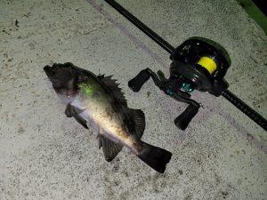 2夜連続!ﾒﾊﾞﾙ・ヤリイカ釣行！