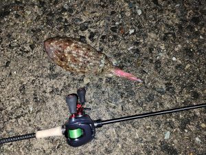 春アオリイカ調査！！！