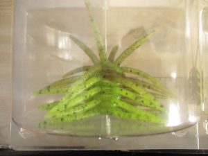 噂の毛玉登場！