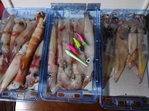 アカイカスタッフ釣行！