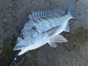黒鯛釣果がすごいそうです。