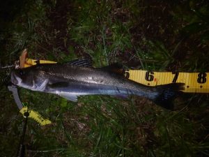 スタッフ釣果情報!