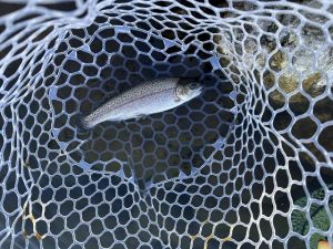 トラウト管釣り行ってきました！（後編）