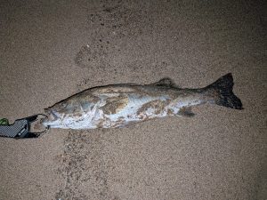 サーフシーバス釣果