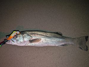 またまたサーフシーバス釣行