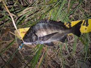 ☆旧江戸川ナイトゲーム２☆