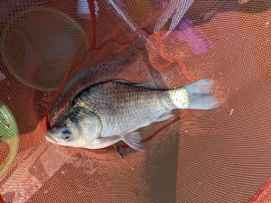 ☆清遊湖でへら釣り☆