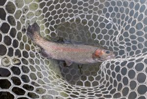 ☆王禅寺で甲斐サーモンにチャレンジ☆