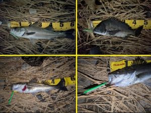 ☆バチ抜けの旧江戸川☆