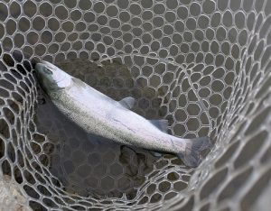 ☆なら山沼漁場に初釣行☆