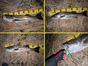 ☆旧江戸川バチ抜け好調☆