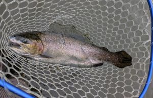 ☆王禅寺のビッグ☆