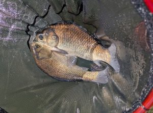☆清遊湖で100匹超え☆